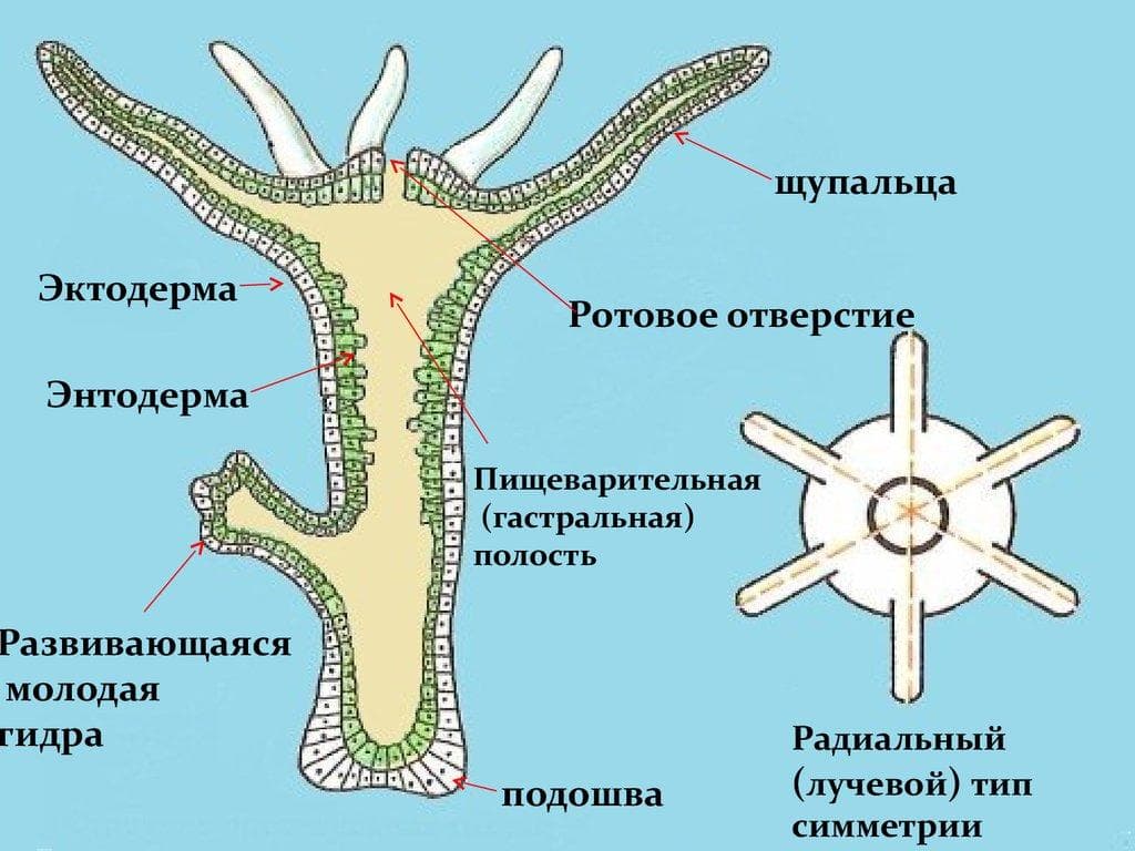 Кракен наркоз магазин